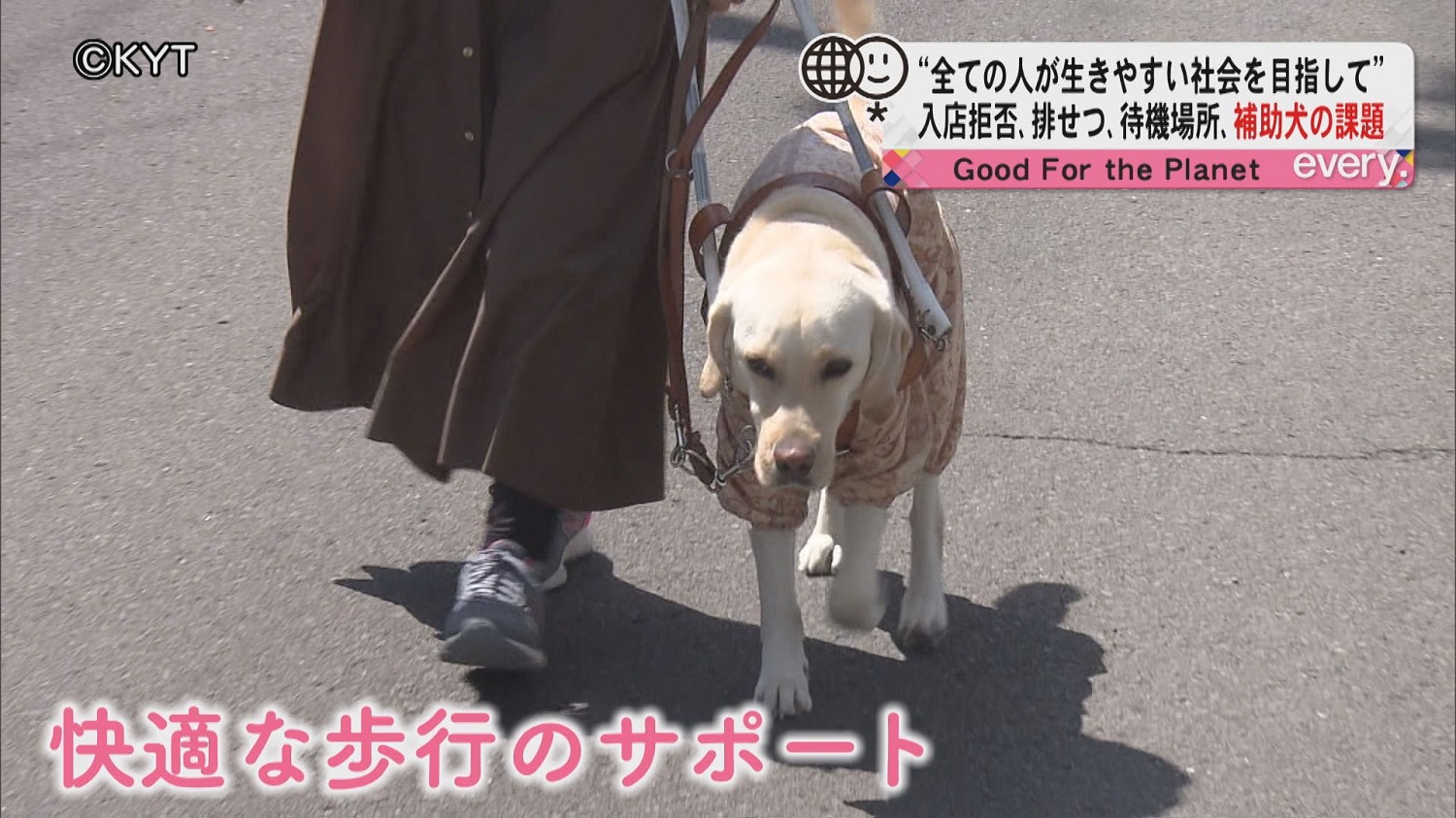 補助犬の現状と課題