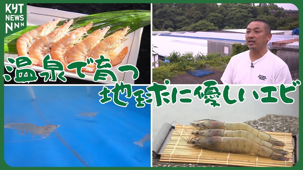 温泉×国産×環境 指宿の温泉で育つ“地球にやさしいエビ”